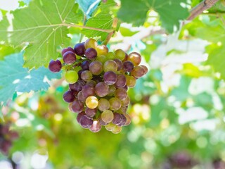 Black Opor Grapes It is a seedless grape with a special flavor that is popular. Of consumers today