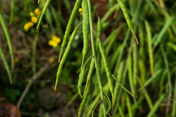 Mustard plant is a plant species in the genera Brassica
