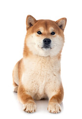 shiba inu in studio
