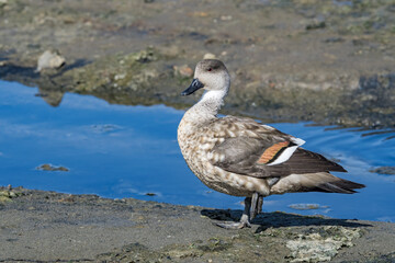 Crested Duck (Lophonetta specularioides) in Ushuaia area, Land of Fire (Tierra del Fuego), Argentina