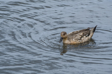 Crested Duck (Lophonetta specularioides) in Ushuaia area, Land of Fire (Tierra del Fuego), Argentina