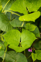 Green beans leaf are the unripe, flower and fruits