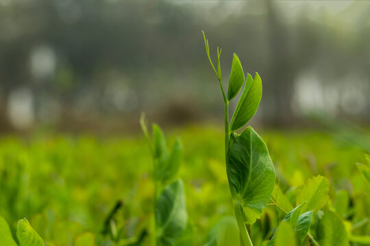 Grass pea or Lathyrus sativus is a legume and the family of Fabaceae