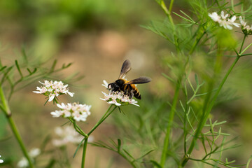 A Bee collecting honey from coriander flowers