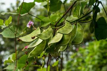 Many beans nutrient dense with high fiber and starch contents