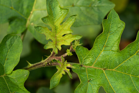 Begun gach or brinjal tree that scientific name is Solanum melongena L