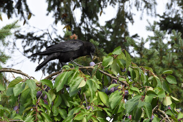 Crow picking plum on the plum tree