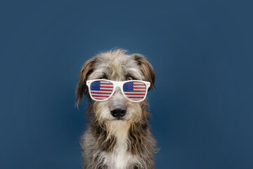 Funny independence day 4th of july dog wearing american flag glasses costume.