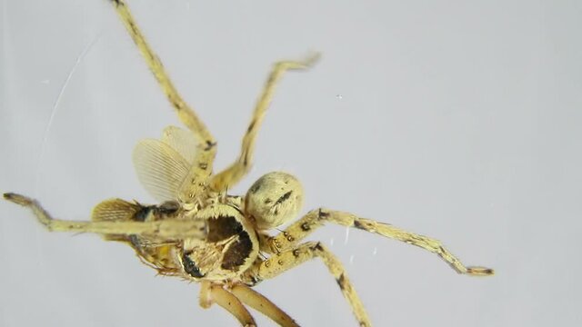 Spider attacks insect and kills it. Timelapse