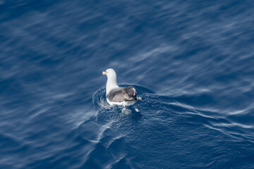 Black-browed Albatross (Thalassarche melanophris) in South Atlantic Ocean, Southern Ocean, Antarctica