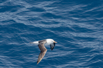 Black-browed Albatross (Thalassarche melanophris) in South Atlantic Ocean, Southern Ocean, Antarctica