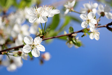 Cherry blossom in spring on background of blue sky. White flowers on a branch in a garden, soft colors