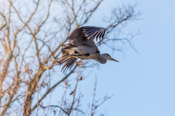 heron taking off