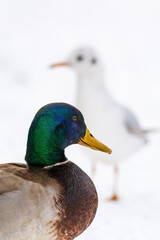 ducks on ice & snow