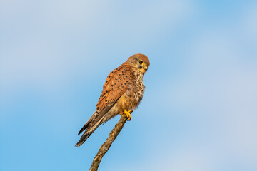 hawk in the sun's glow