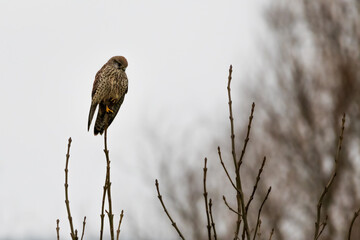 hawk in winter