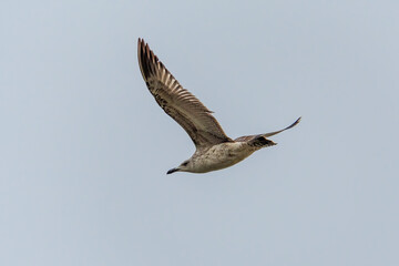 Obraz premium siberian gull looking at you