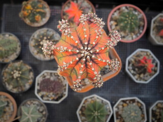 Top view of orange gymnocalycium hybrid variegated cactus with many cactus blurred background.