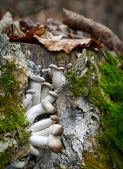 Pleurotus ostreatus