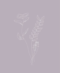Beautiful delicate plant in the style of minimalism