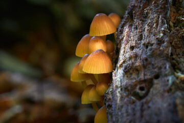 Mycena renati