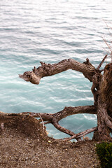 A tree root on a cliff above the sea