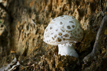 Amanita strobiliformis