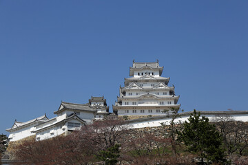 初春の姫路城と桜