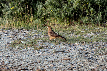 Chimango Caracara (Milvago chimango) in Ushuaia area, Land of Fire (Tierra del Fuego), Argentina
