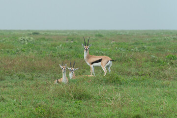 A Thomson's gazelle family laying in grass. It is one of the best-known gazelles.