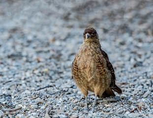 Chimango Caracara (Milvago chimango) in Ushuaia area, Land of Fire (Tierra del Fuego), Argentina