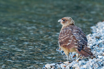 Chimango Caracara (Milvago chimango) in Ushuaia area, Land of Fire (Tierra del Fuego), Argentina