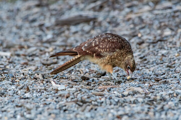 Chimango Caracara (Milvago chimango) in Ushuaia area, Land of Fire (Tierra del Fuego), Argentina