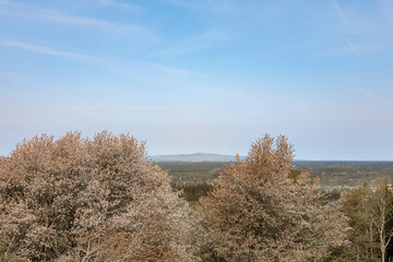 Obraz premium Beautiful landscape view with flowering cherry trees