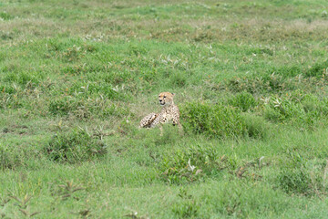 Leopard laying in grass. Tanzania © Иван Грабилин