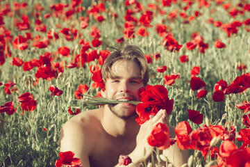 Sexy guy with muscular body hold flower bouquet in teeth in field of red poppy seed, drug and love intoxication, opium, valentines day.