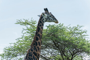 Close-up of an old giraffe eating.