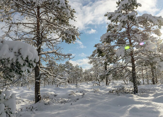 Snowy bog forest after a blizzard, amazing winter wonderland, trees close-up, cold weather and perfect snow conditions, powdery snow covers the bog