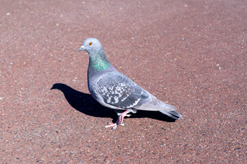 鳩　カワラバト