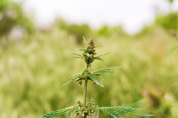 A branch of hemp bush close-up. Shrub young hemp on a bright summer day. Plant addictive