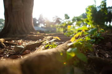 root of the big tree with the sun flares