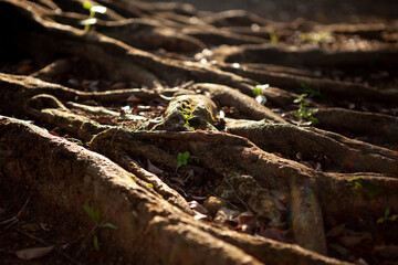 root of the big tree
