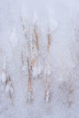 Dry grass covered with snow and ice, selective focus. Close-up. Winter background.