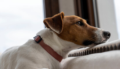 Jack Russel Pensativo