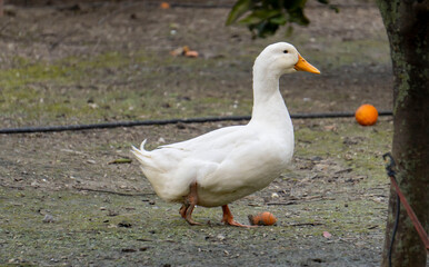 Pato hembra y macho Pekin