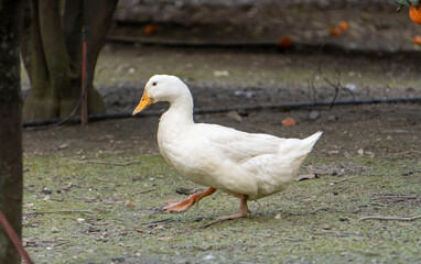 Pato hembra y macho Pekin