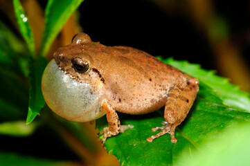 croaking frog // quakender Laubfrosch (Pseudophilautus spec.) - Sri Lanka