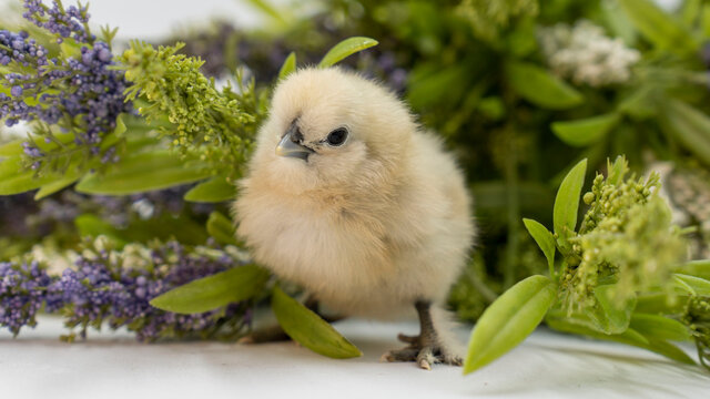 Pollito sedoso o selkie