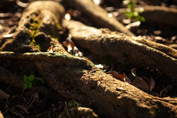 root of the big tree
