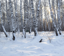 Winter landscape of a birch forest illuminated by a bright sun. Horizontal photography. Copy space.